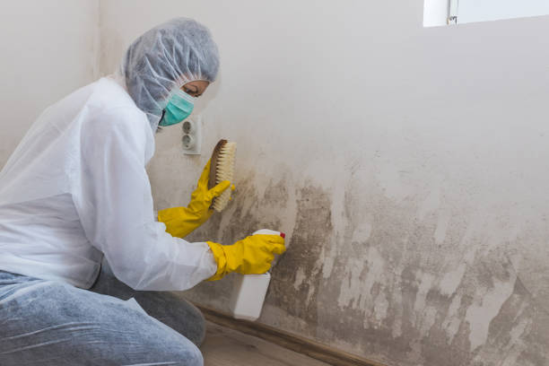 Professional Mold Removal in Columbia, IL