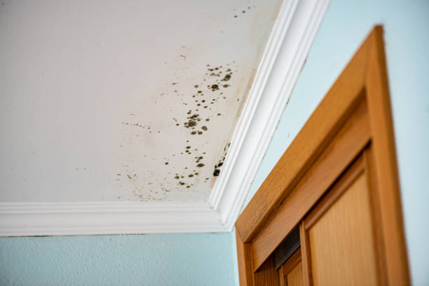 Best Home Mold Removal  in Columbia, IL