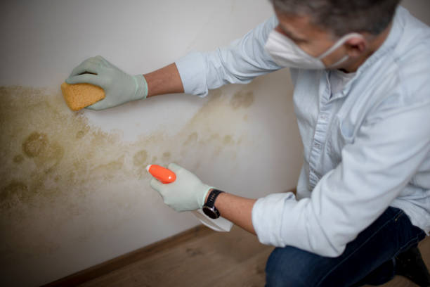 Best Mold Testing  in Columbia, IL