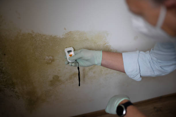 Best Best Mold Removal Companies  in Columbia, IL