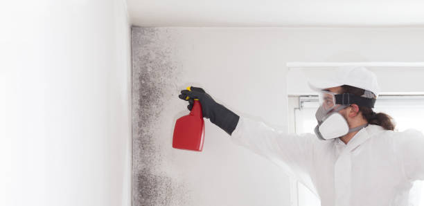 Best Toxic Mold Removal  in Columbia, IL