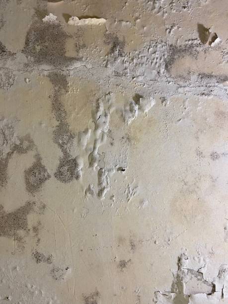 Best Water Damage Restoration  in Columbia, IL
