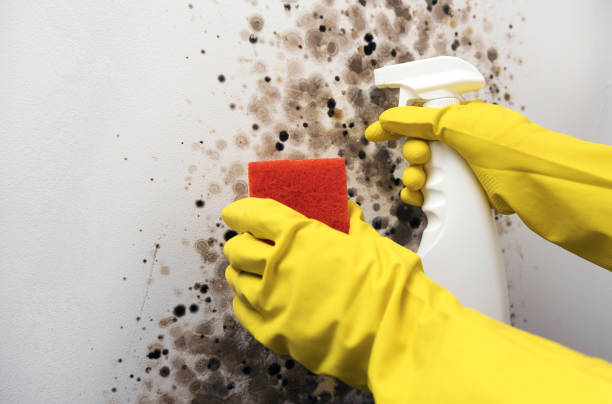 Best Mold Damage Repair  in Columbia, IL
