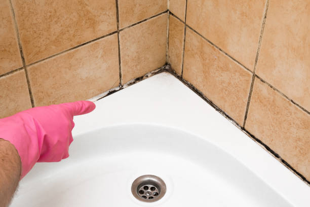 Best Office Mold Removal Services  in Columbia, IL